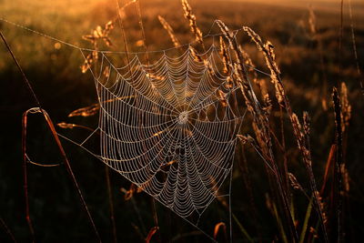 Close-up of spider web on plant