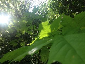 Sun shining through trees