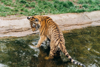 View of tiger drinking water