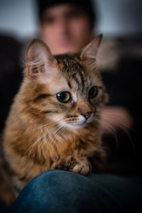 Close-up of cat sitting with man at home