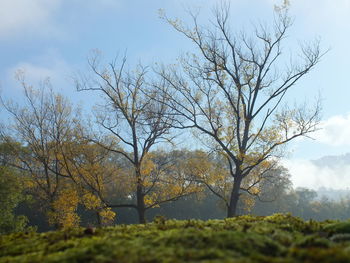 Trees against sky