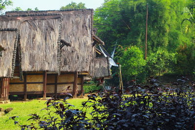 Plants by house against trees