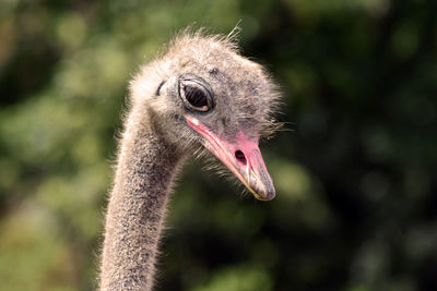 Close-up of ostrich