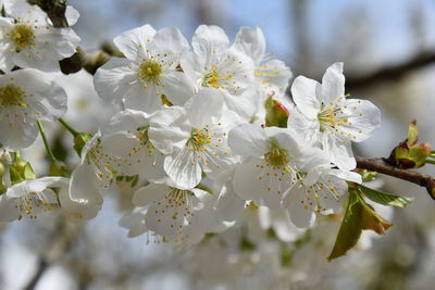 Close-up of white cherry blossoms in spring