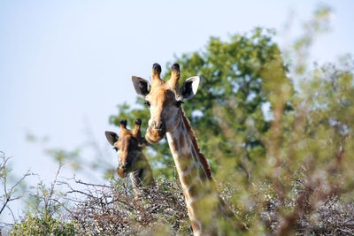 South african giraffe