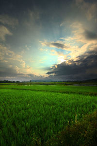 Scenic view of grassy field against cloudy sky