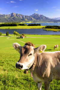Cow outdoors graze on meadow