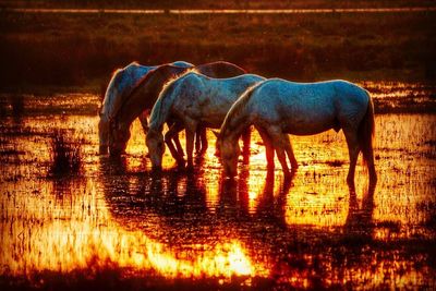 Horse standing in a lake