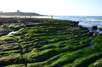 Scenic view of beach against clear sky