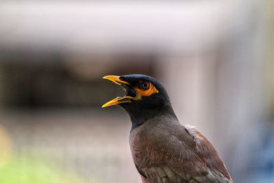 Close-up of a bird