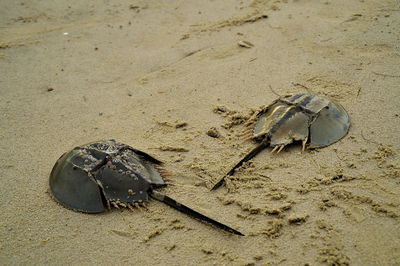 Close-up of horseshoe crab on sand