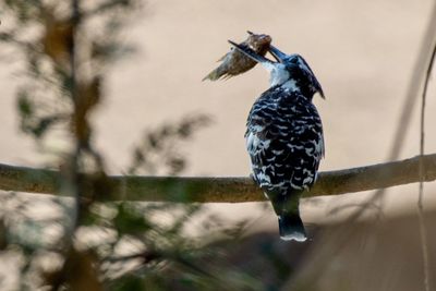 Close-up of bird perching on a tree