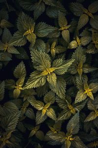 Full frame shot of leaves