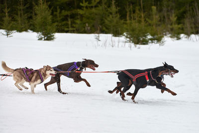 Dogs running on snow covered land