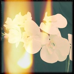 Close-up of flower plant