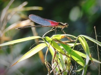 Close-up of grasshopper on plant