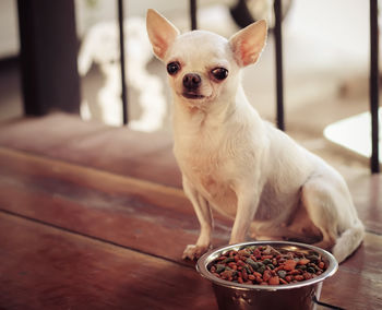 Close-up of a dog
