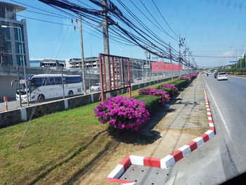View of flowering plants by road in city