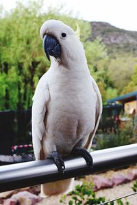 Close-up of parrot perching on metal