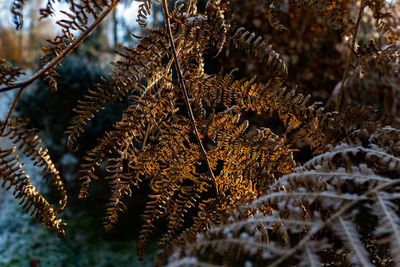 Close-up of pine cone on tree during winter