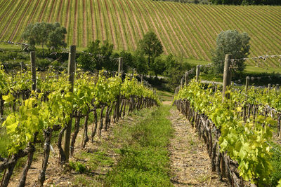 View of vineyard against clear sky