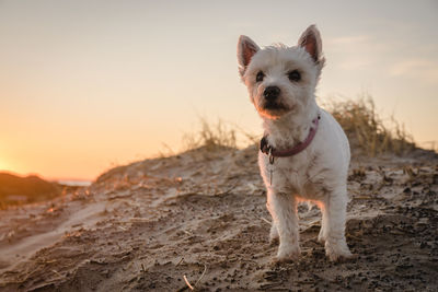 Portrait of dog on beach against sky during sunset