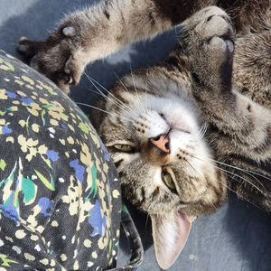 Close-up of cat sleeping