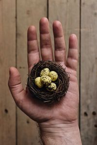 Cropped hand of man holding eggs in nest