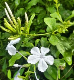 Close-up of white flowers