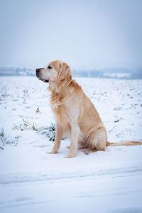 Dog looking away on snow