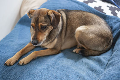 Close-up of dog resting