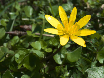 Close-up of yellow flowering plant