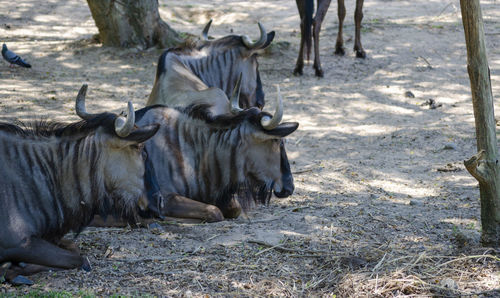 Blue wildebeest connochaetes taurinus in the zoo, safari green mountain