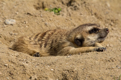 Close-up of rabbit on sand