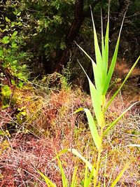 Close-up of plant growing on field