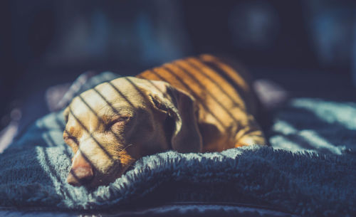 Close-up of a sleeping dog