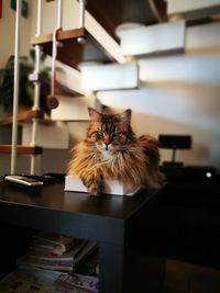 Portrait of cat relaxing on table at home