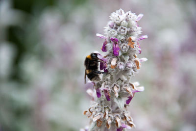 Close-up of bee on purple flower