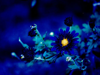 Close-up of blue flowers