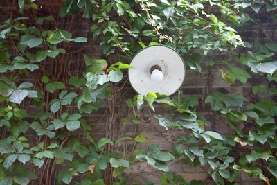 Plant growing on a tree