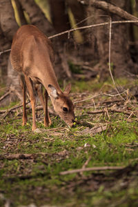 White-tailed deer odocoileus virginianus forages for clover in the wetland 