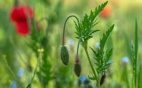 Close-up of flowering plant