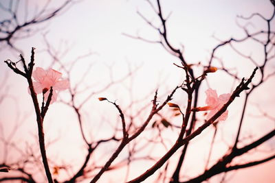 Low angle view of bare tree against sky