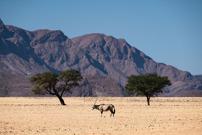 Oryx symmetry in namib desert