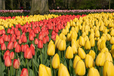 Multi colored tulips in field