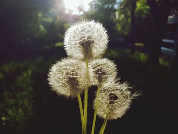 Close-up of dandelion flower