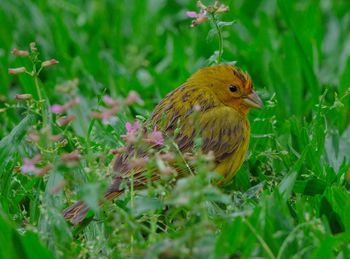 Close-up of a bird on field