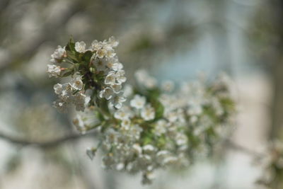 Close-up of white flowering plant