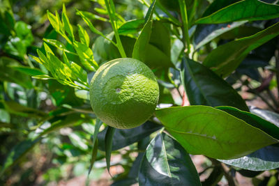 Close-up of fruit growing on tree