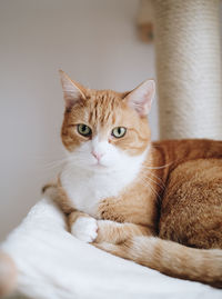 Close-up portrait of tabby cat